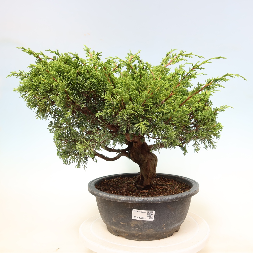 Bonsai da esterno - Juniperus chinensis Itoigawa-Juniperus chinensis