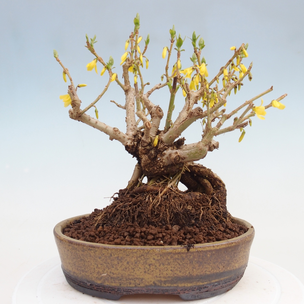 Bonsai da esterno - Zlatice - Forsythia koreana