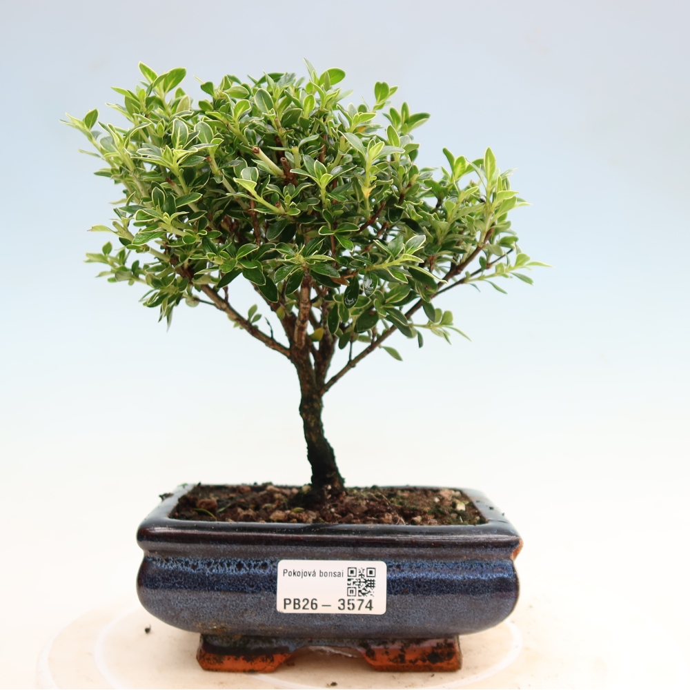 Camera bonsai - Serissa foetida Variegata - Albero delle mille stelle