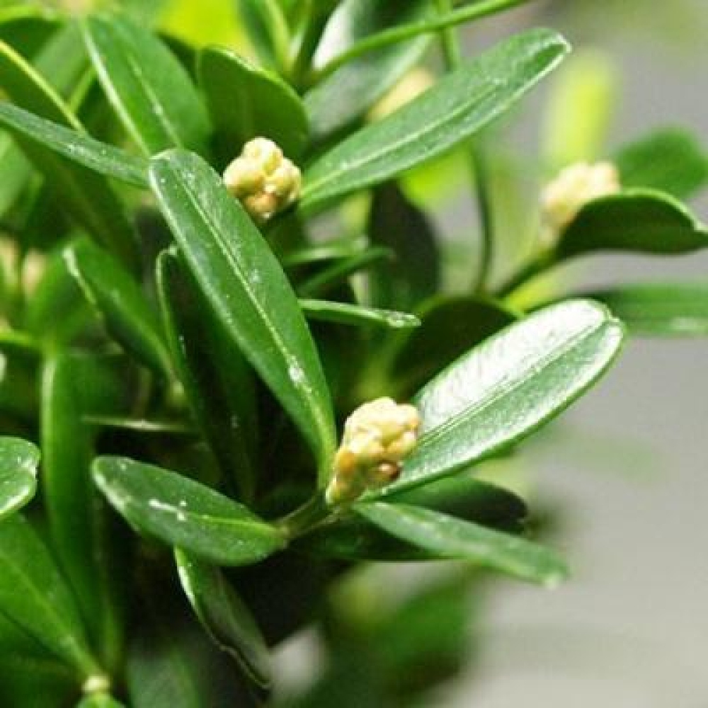 Kokedama con sottovaso - Buxus harlandii - bosso di sughero  