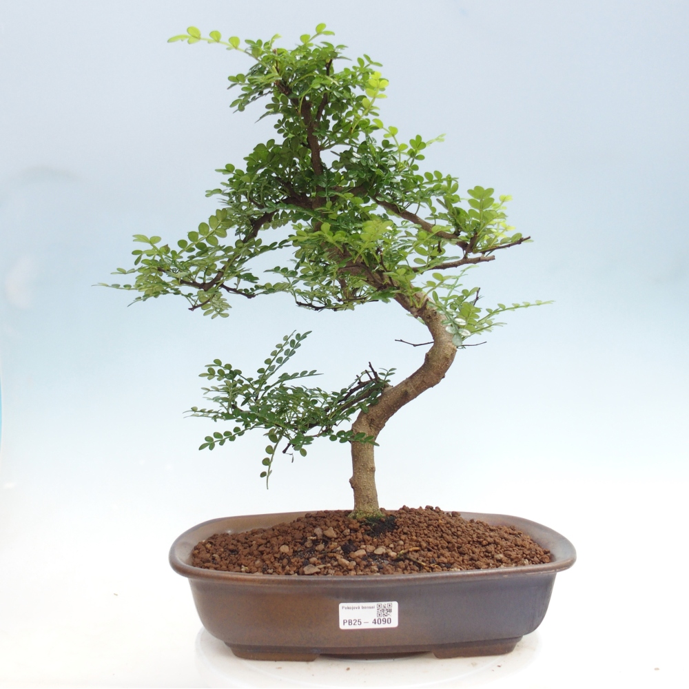 Camera bonsai - Zantoxylum piperitum - albero del pepe