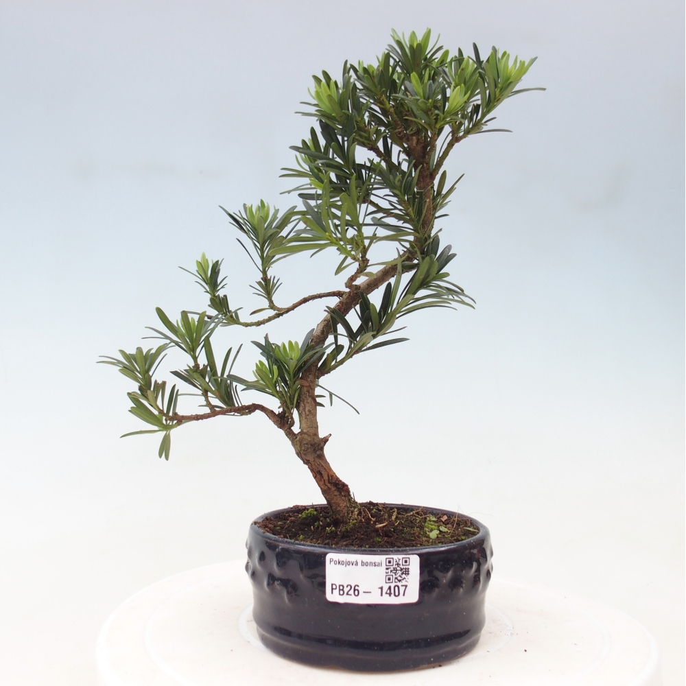 Camera bonsai - Podocarpus - Tasso delle pietre