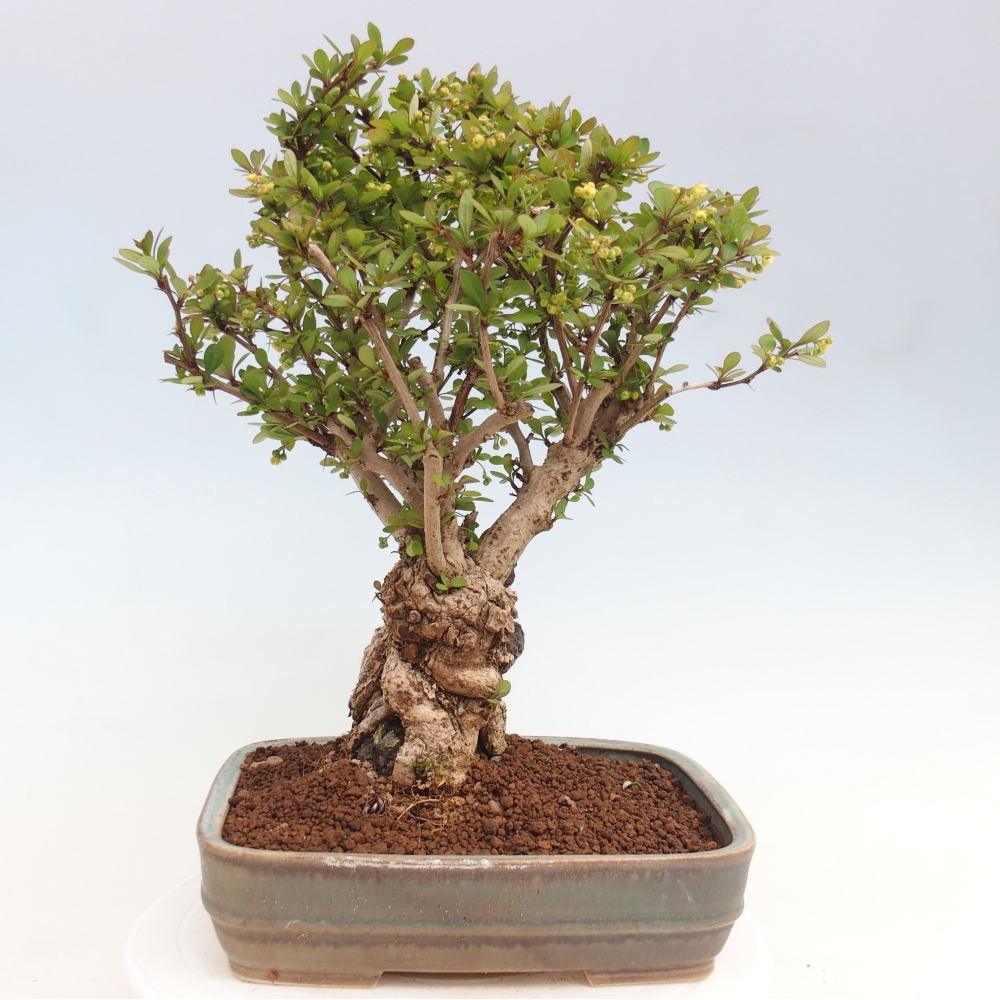 Bonsai da esterno - Berberis coreana