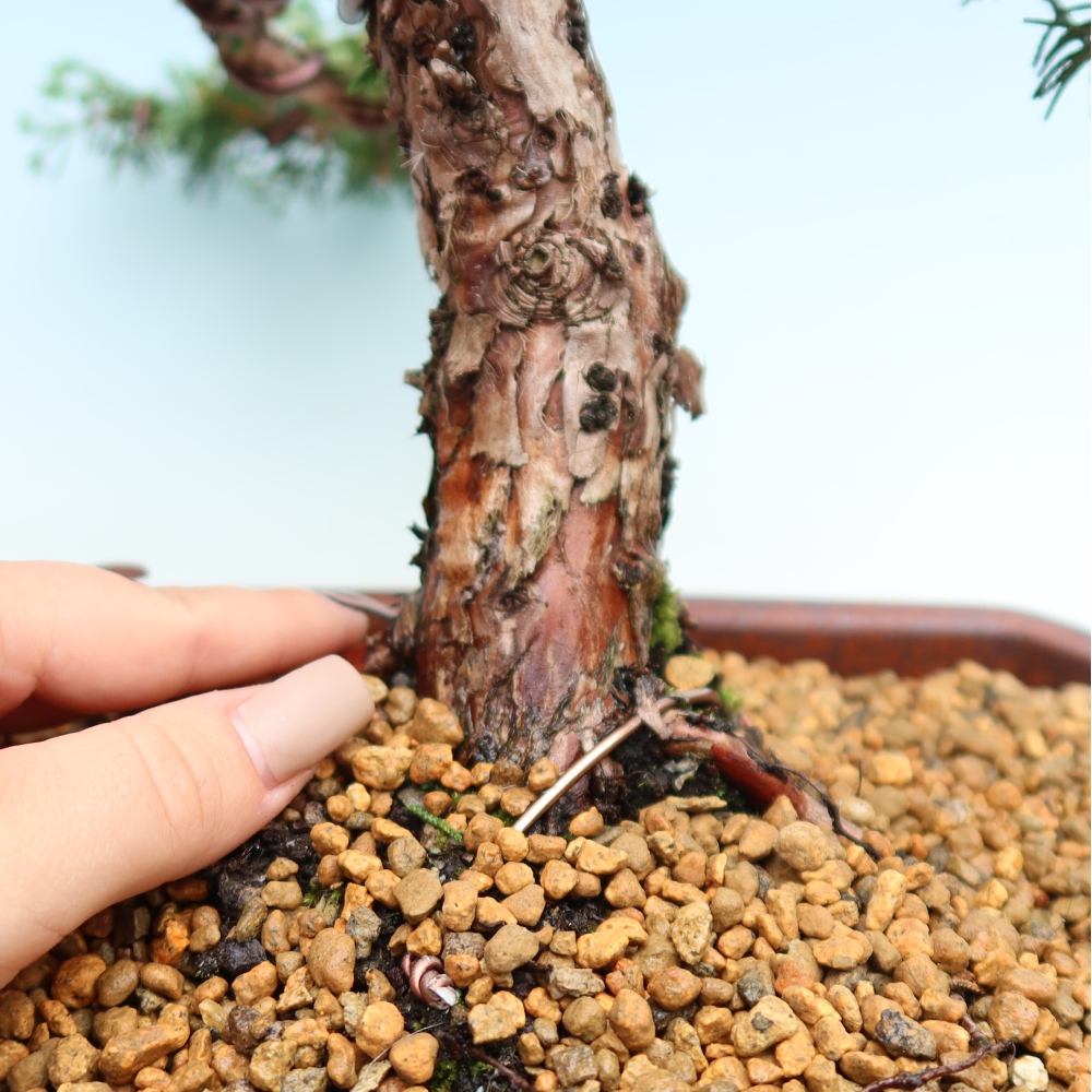 Bonsai da esterno - Juniperus chinensis Kishu