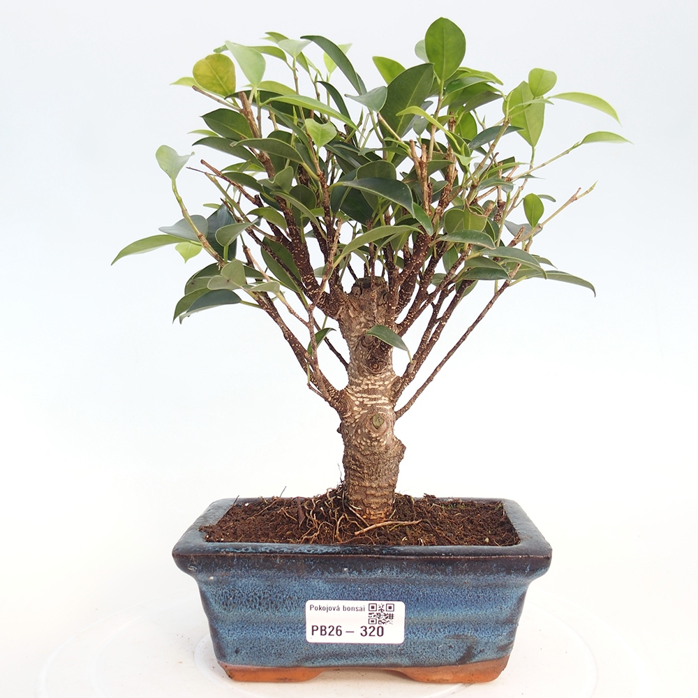 Camera bonsai - Ficus retusa - ficus a foglie piccole