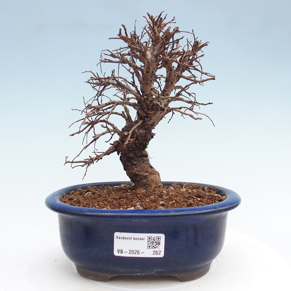 Bonsai da esterno - Zelkova - Zelkova NIRE