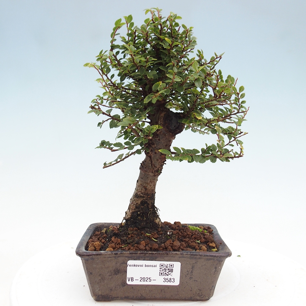 Bonsai da esterno - Ulmus parvifolia Hokkaido - Olmo cinese