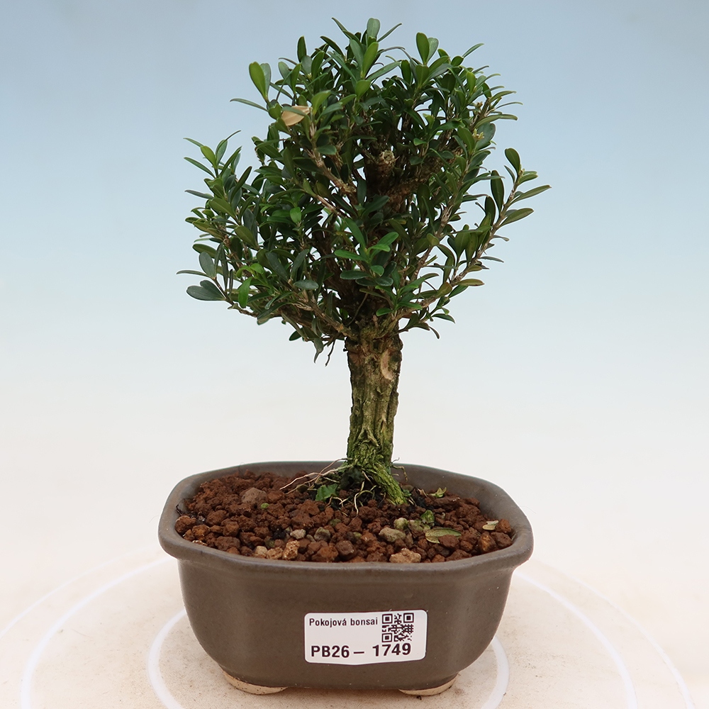 Camera bonsai - Buxus harlandii - buxus da sughero
