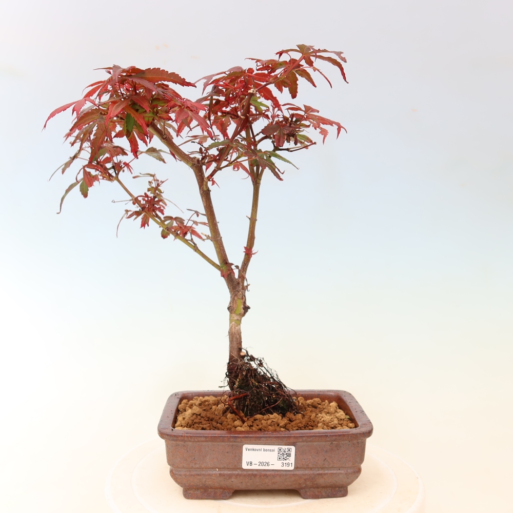 Bonsai da esterno - Acero palmatum - Acer palmatum Berry Broom 