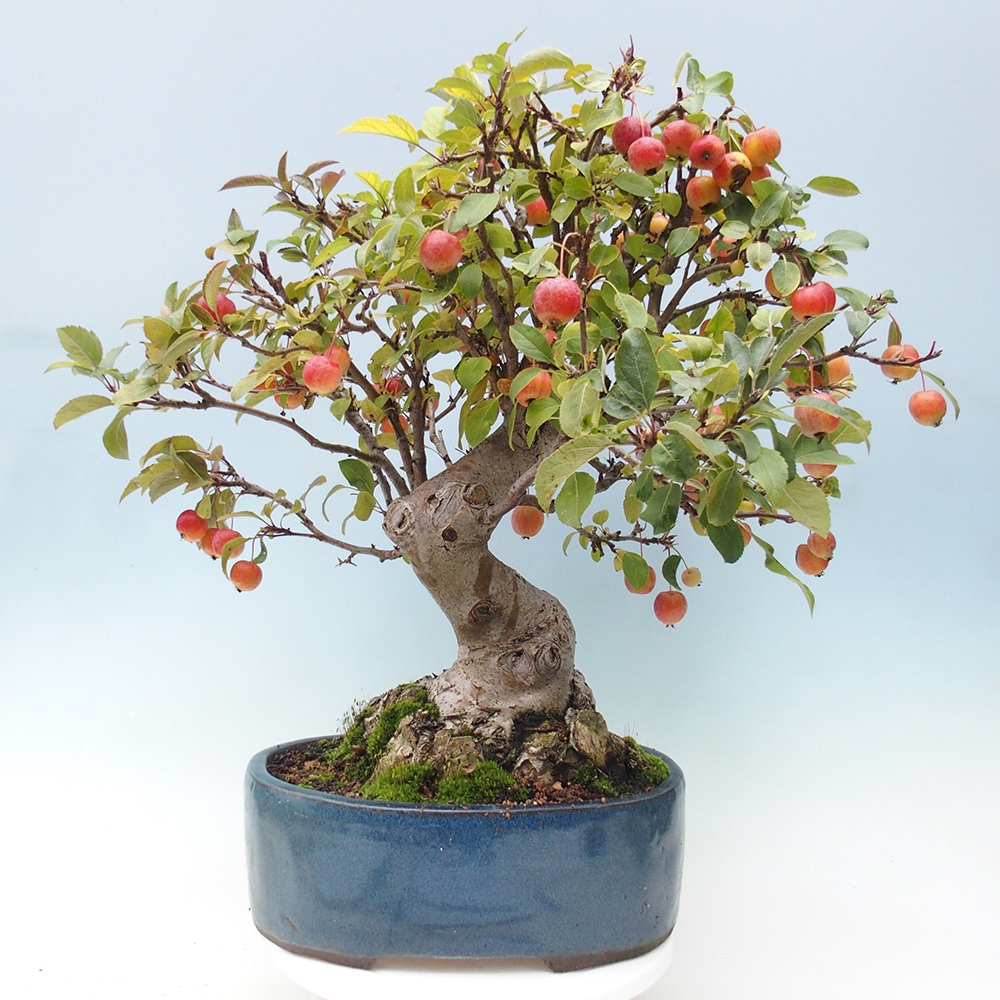 Bonsai da esterno -Malus halliana - Melo a frutto piccolo