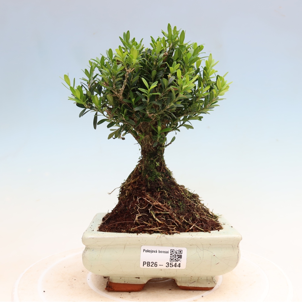 Camera bonsai - Buxus harlandii - buxus da sughero