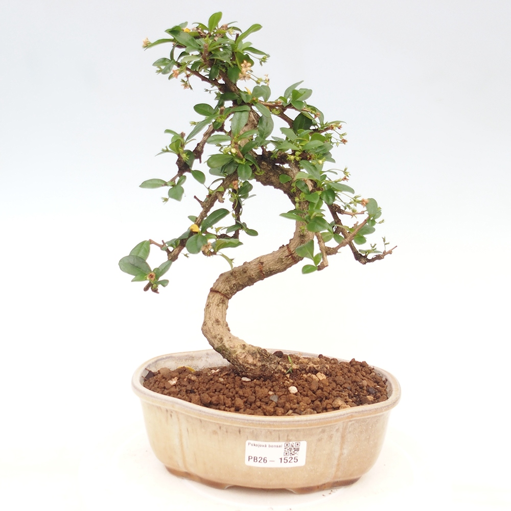 Camera bonsai - Carmona macrophylla - Tea fuki