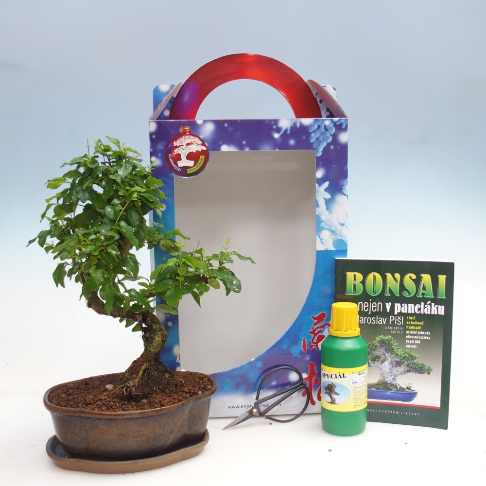 Bonsai da camera in scatola regalo Ligustrum chinensis - Becco d'uccello