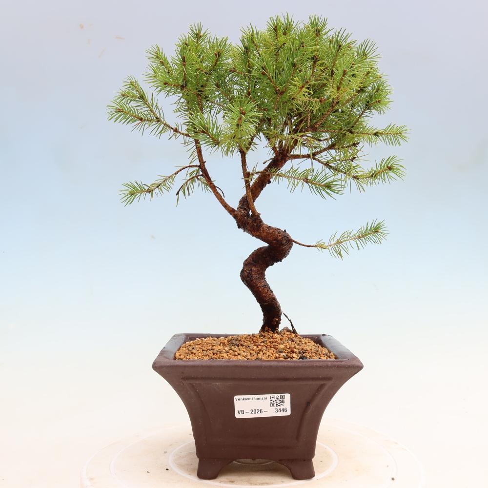 Bonsai da esterno - Abete grigio - Picea glauca globe