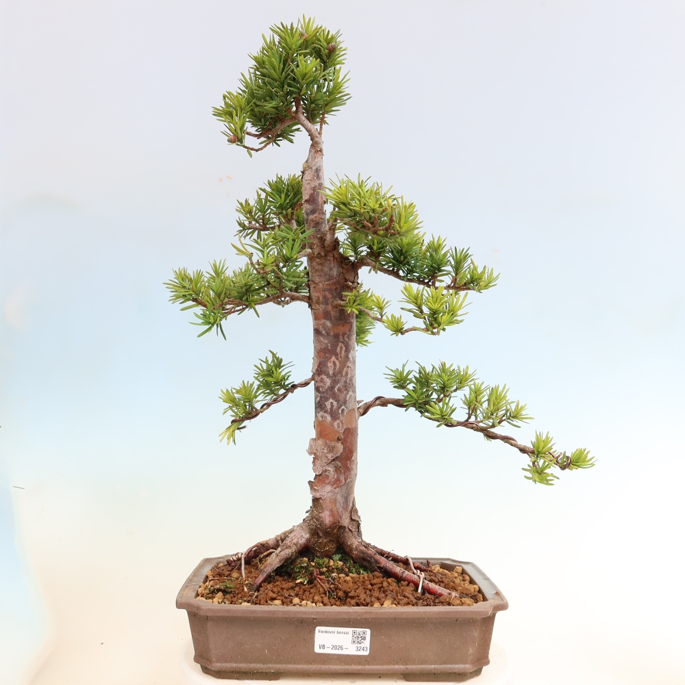 Bonsai da esterno - Taxus cuspidata - Tasso giapponese