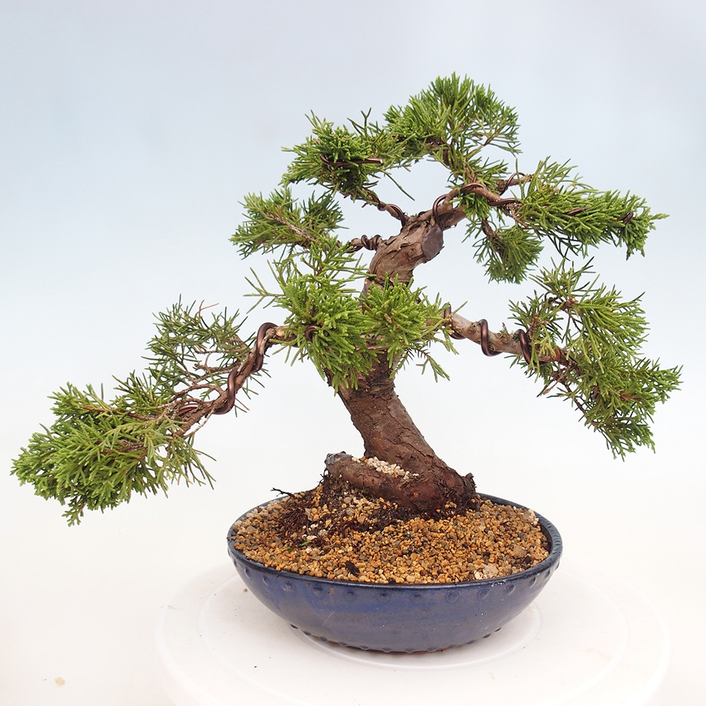 Bonsai da esterno - Juniperus chinensis Itoigawa