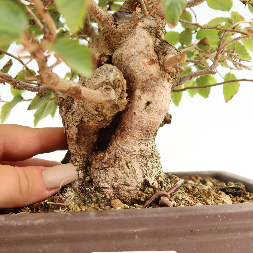 Bonsai da esterno -Carpinus CARPINOIDES - Carpino coreano