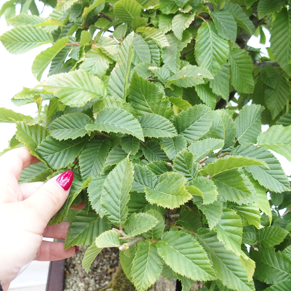 Bonsai da esterno - Carpino - Carpinus betulus