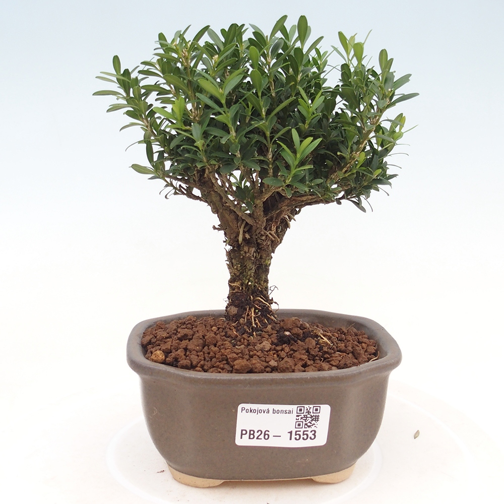 Camera bonsai - Buxus harlandii - buxus da sughero