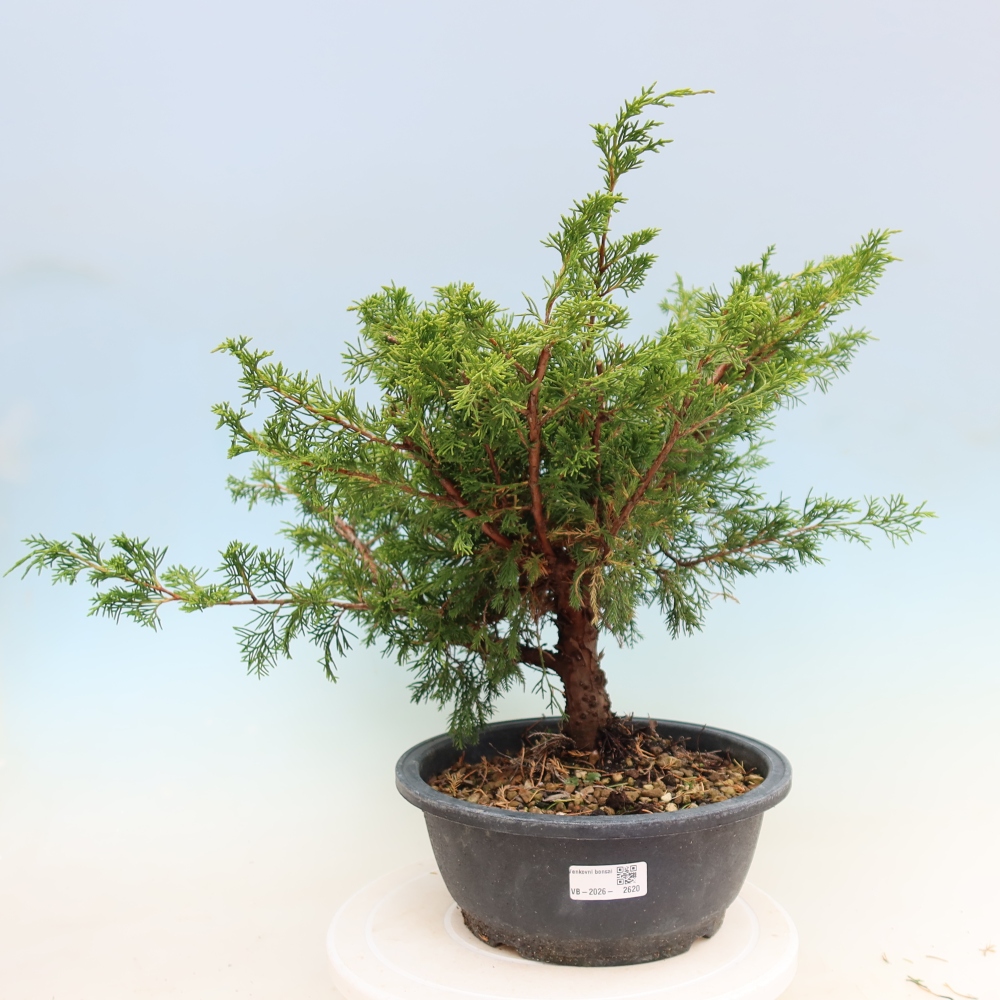 Bonsai da esterno - Juniperus chinensis Itoigawa