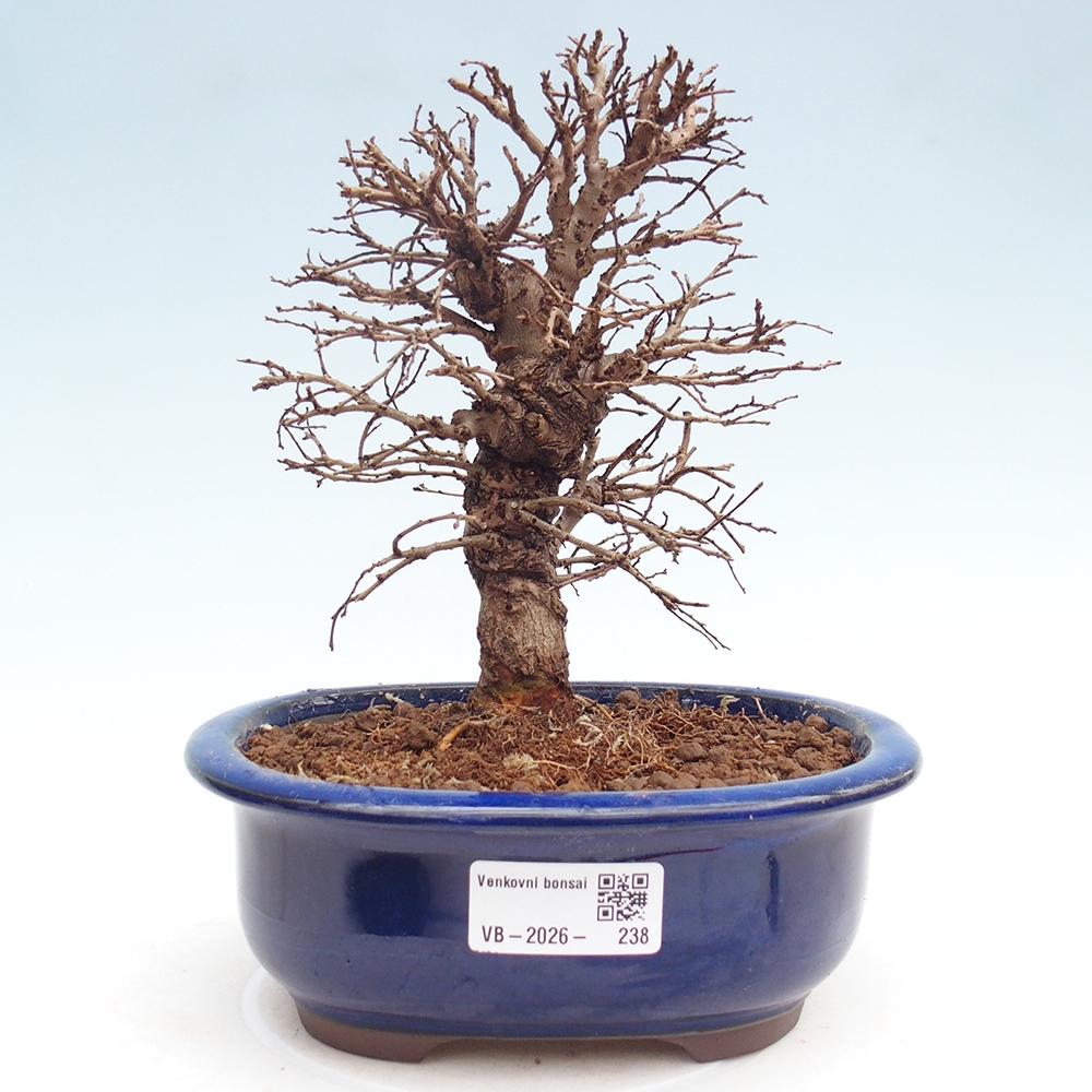 Bonsai da esterno - Zelkova - Zelkova NIRE