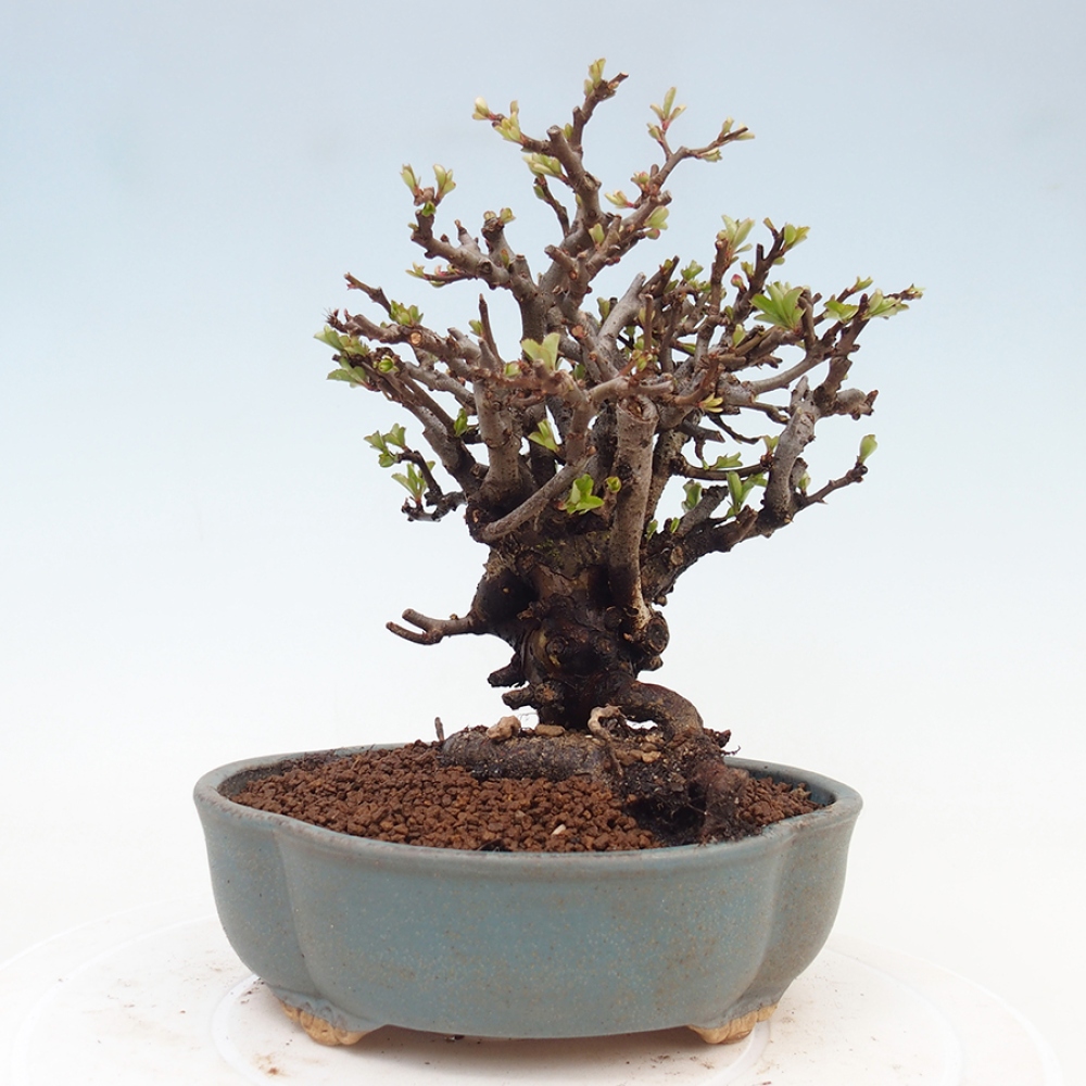 Bonsai da esterno - Chaneomeles speciosa - Cotogno