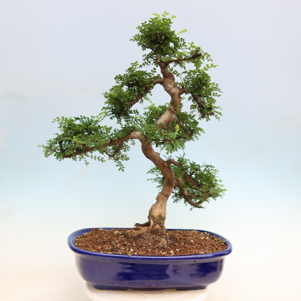 Camera bonsai - Zantoxylum piperitum - albero del pepe