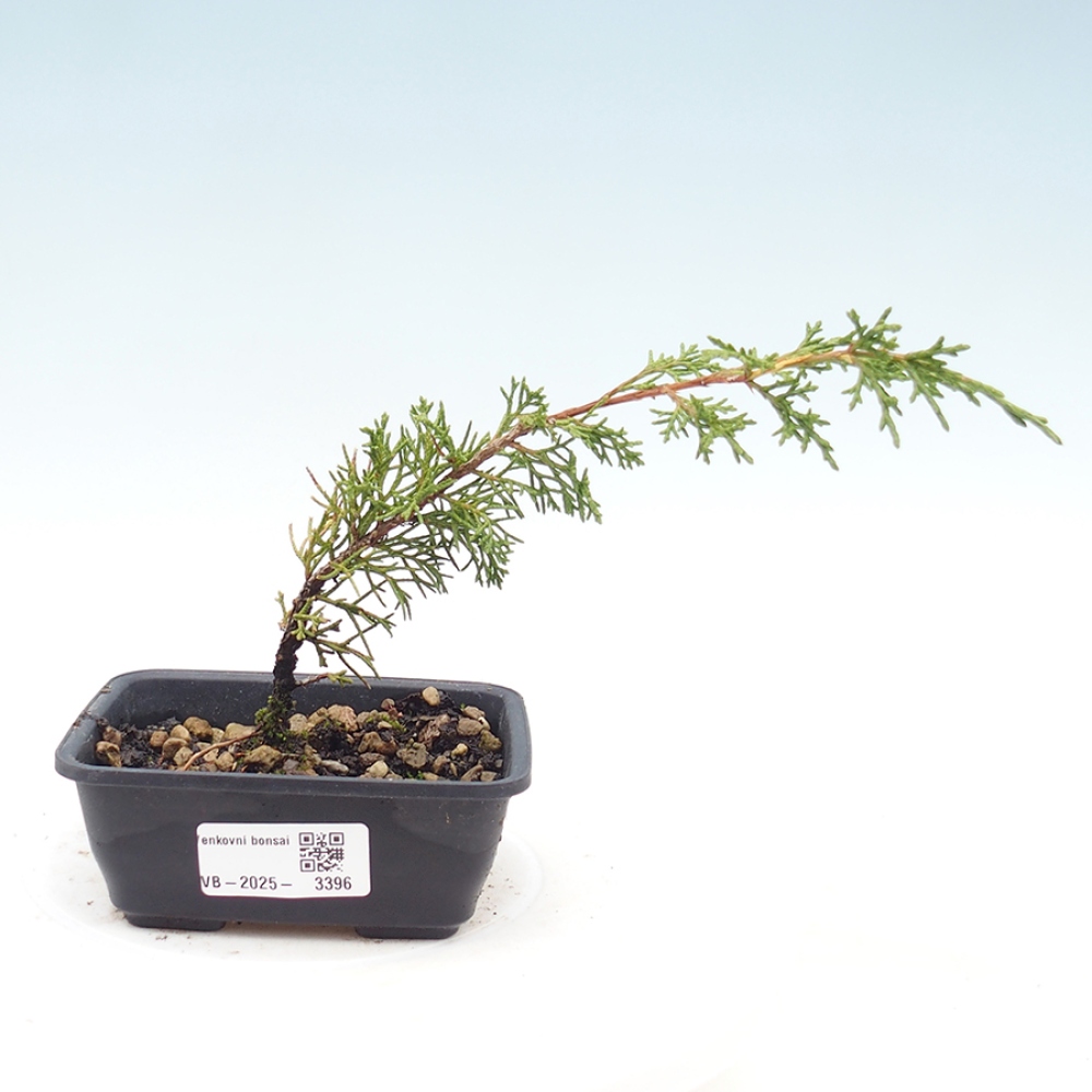 Bonsai da esterno - Juniperus chinensis Itoigawa