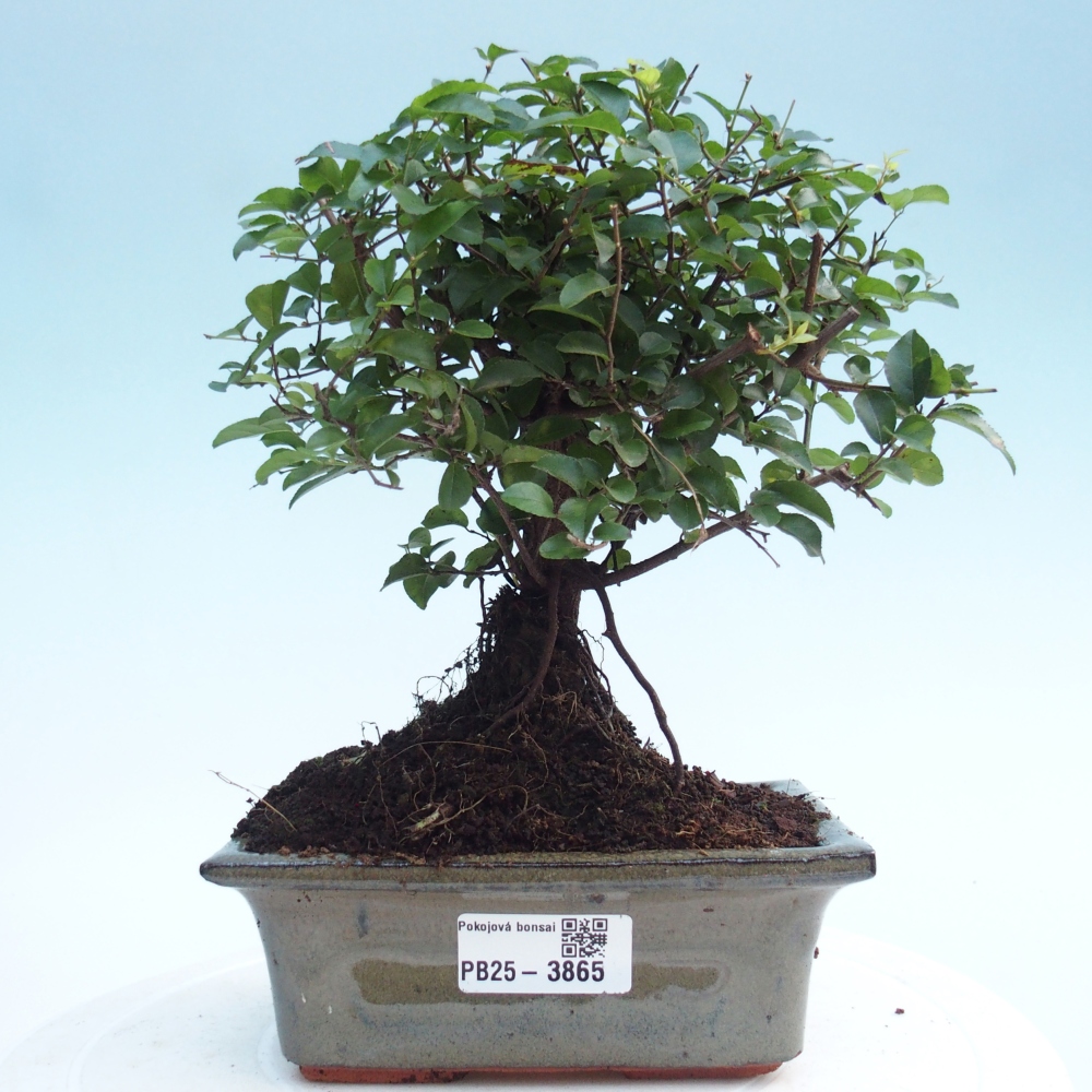 Camera bonsai - Sageretia thea - Sageretia thea