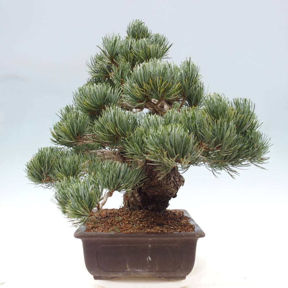 Bonsai da esterno - Pinus parviflora - Pinus parviflora