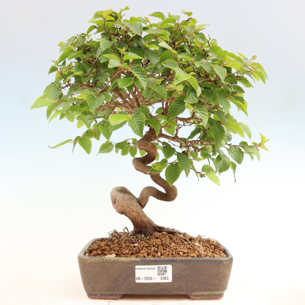 Bonsai da esterno -Carpinus Coreana - Carpino coreano