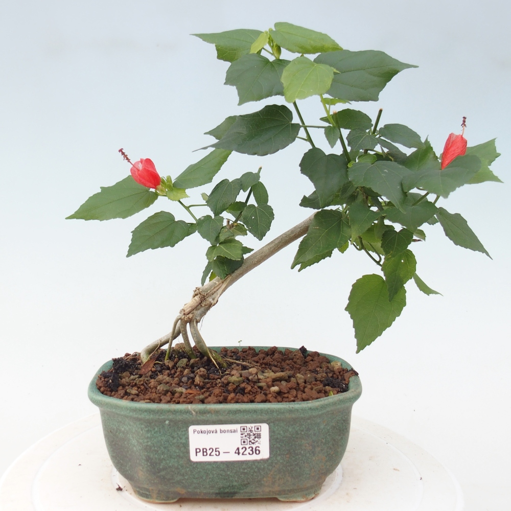Bonsai da interno - Malvaviscus arboreus