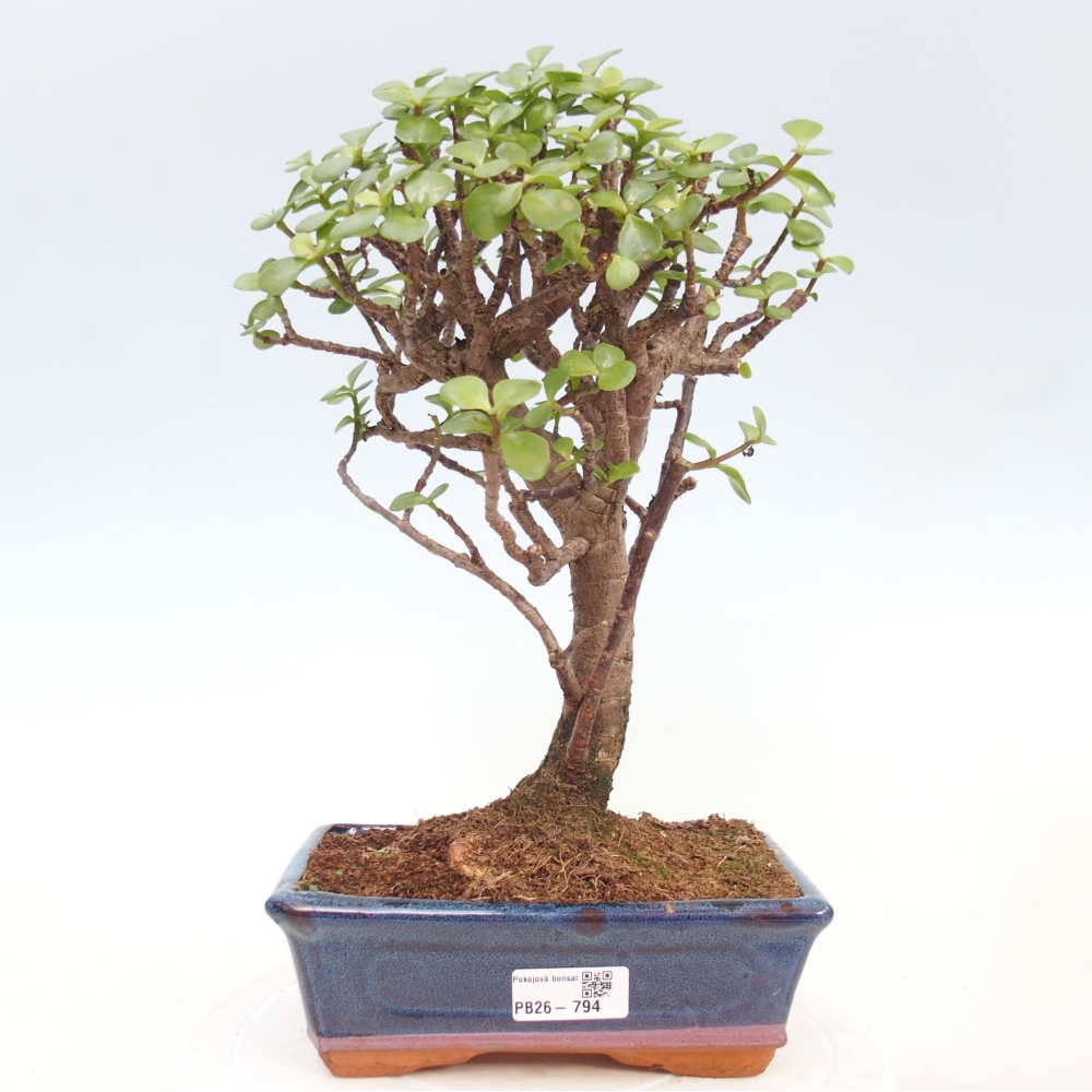 Camera bonsai - Portulakaria Afra - Tlustice