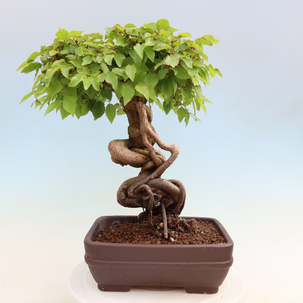 Bonsai da esterno -Carpinus Coreana - Carpino coreano