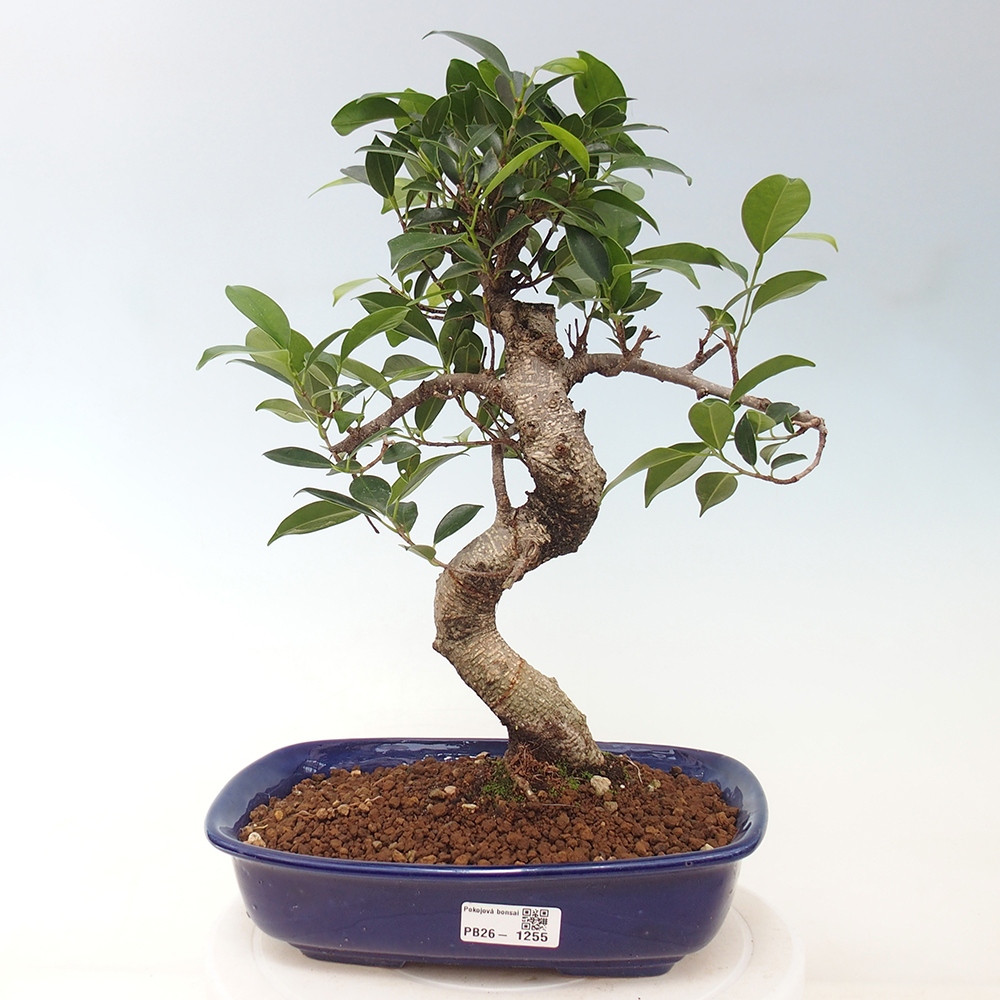 Camera bonsai - Ficus kimmen - ficus a foglie piccole