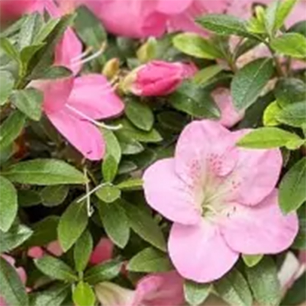 Bonsai da esterno - Azalea giapponese - Azalea Yoko