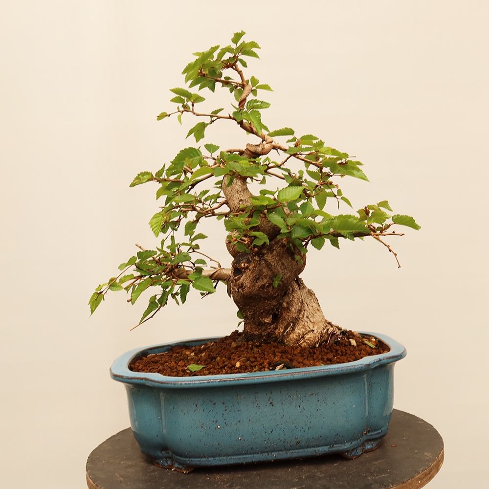 Bonsai da esterno -Carpinus Coreana - Carpino coreano