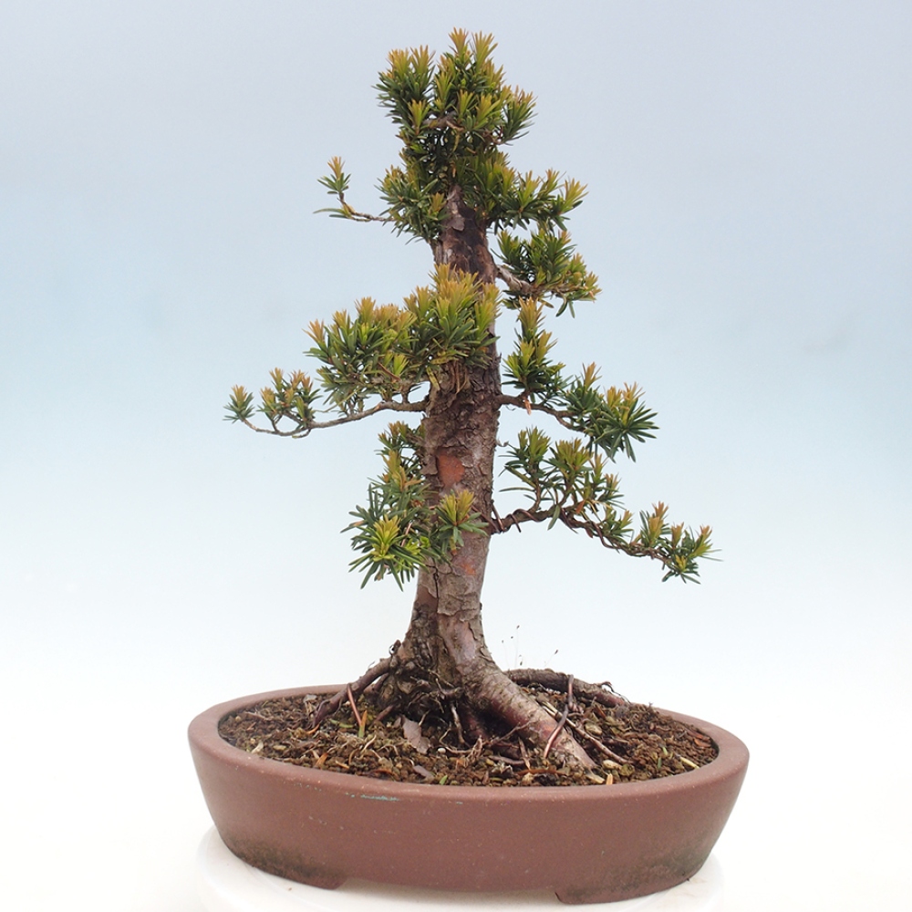 Bonsai da esterno - Taxus cuspidata - Tasso giapponese