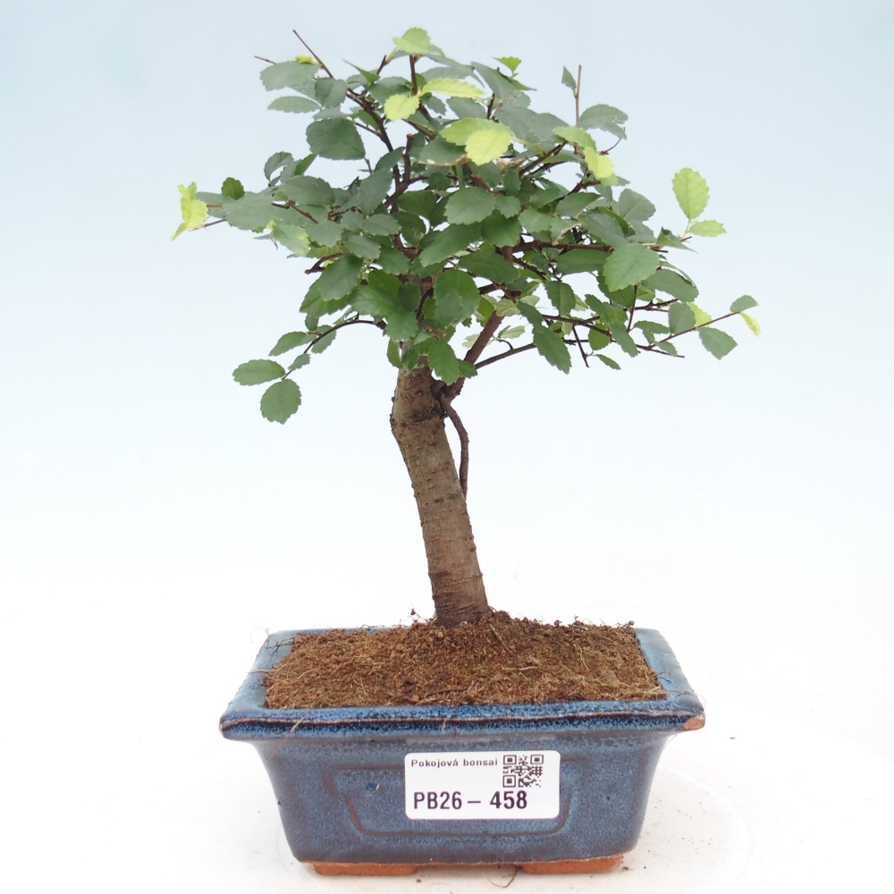 Camera bonsai - Ulmus parvifolia - Olmo a foglie piccole