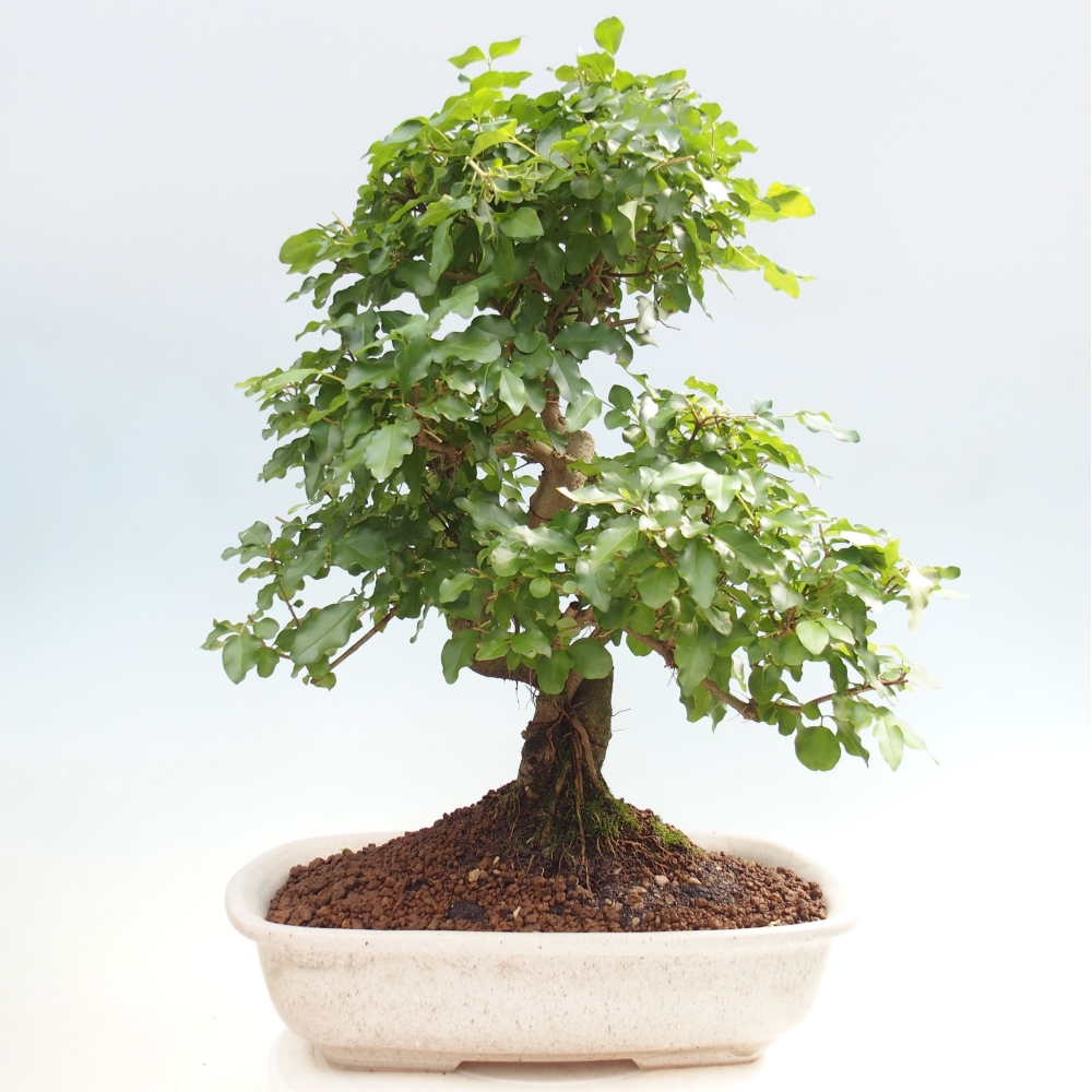Camera bonsai -Ligustrum chinensis - Becco d'uccello