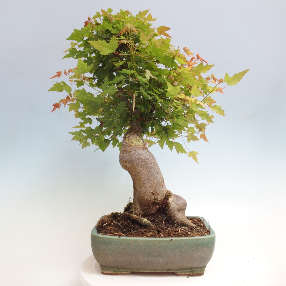Bonsai da esterno - Acer Buergerianum - Acero di Burger