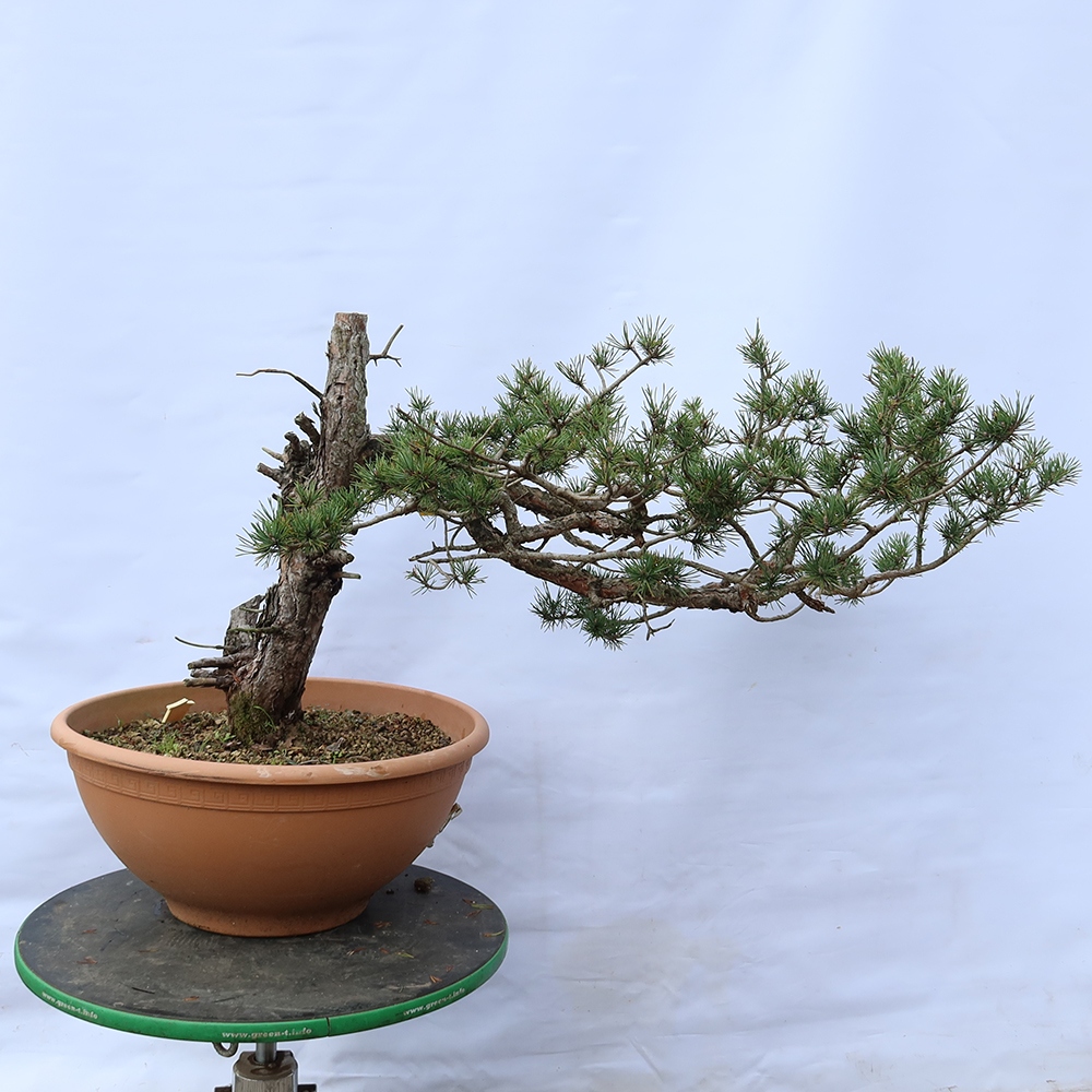 Pinus sylvestris Spagna - pino silvestre