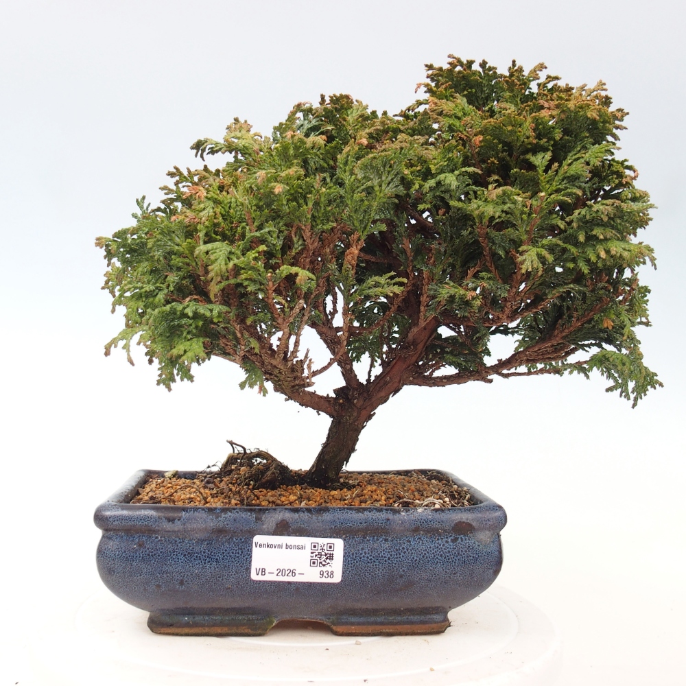 Bonsai da esterno - Cham.pis Parslori - Cipresso