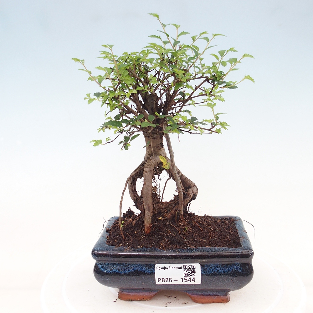 Camera bonsai - Ulmus parvifolia - Olmo a foglie piccole