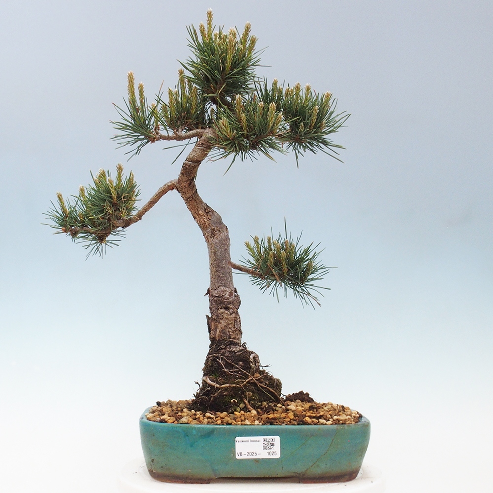 Bonsai da esterno - Pinus Sylvestris Watererri - Pino silvestre