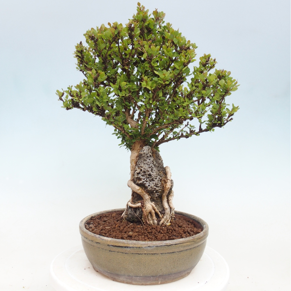 Bonsai da esterno - Berberis coreana