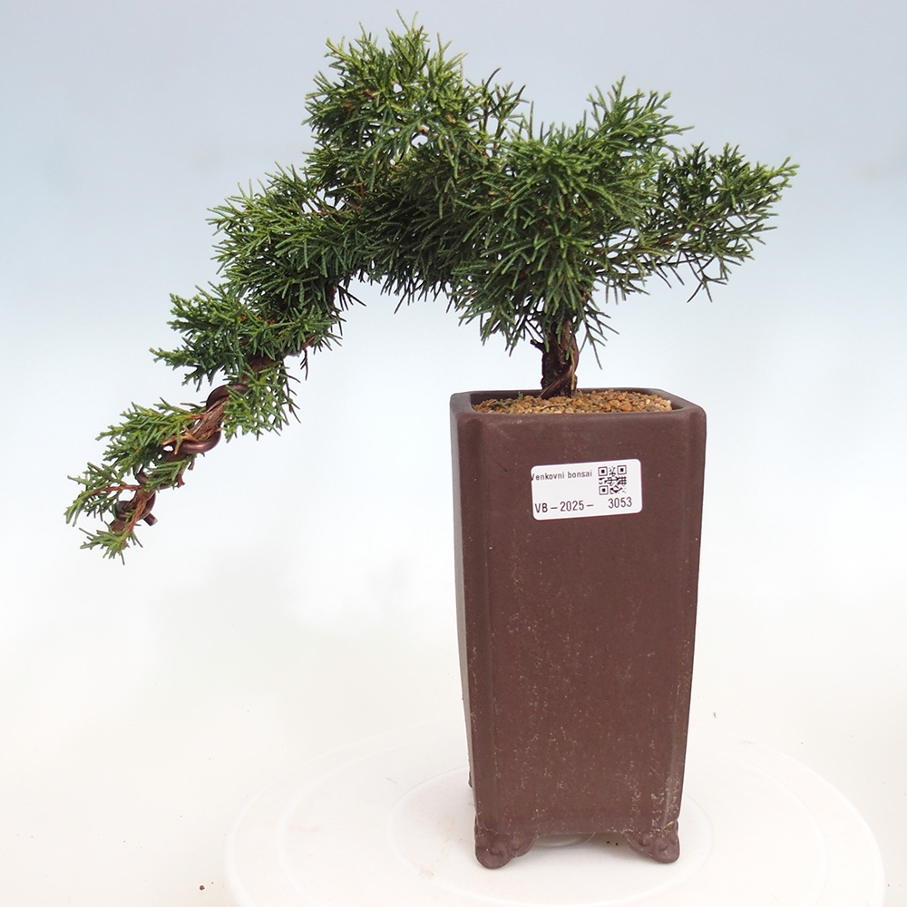 Bonsai da esterno - Juniperus chinensis Kishu