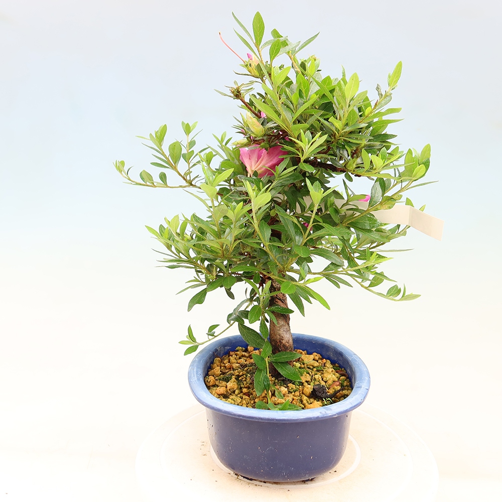 Bonsai da esterno - Azalea giapponese - Azalea Yoko