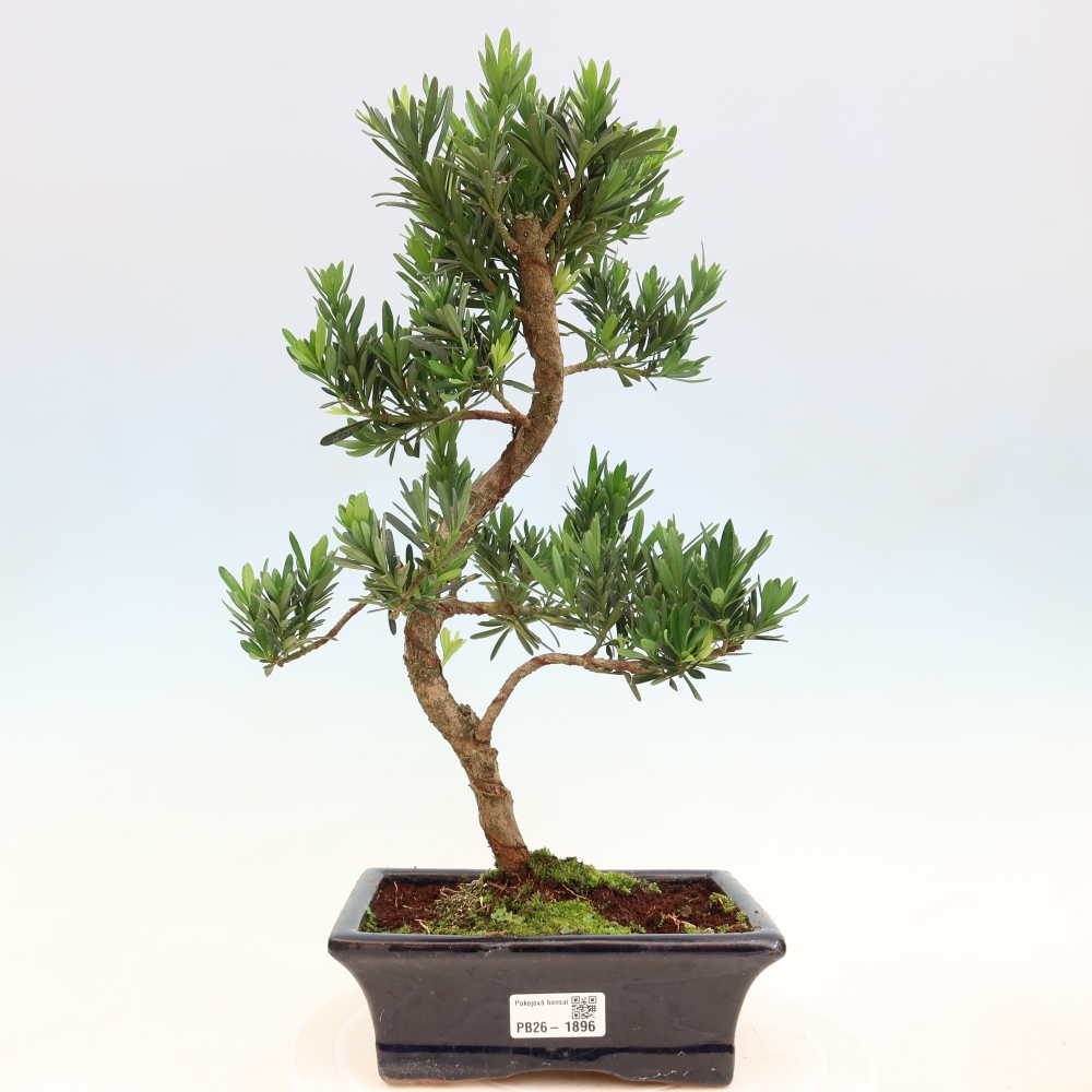 Camera bonsai - Podocarpus - Tasso delle pietre