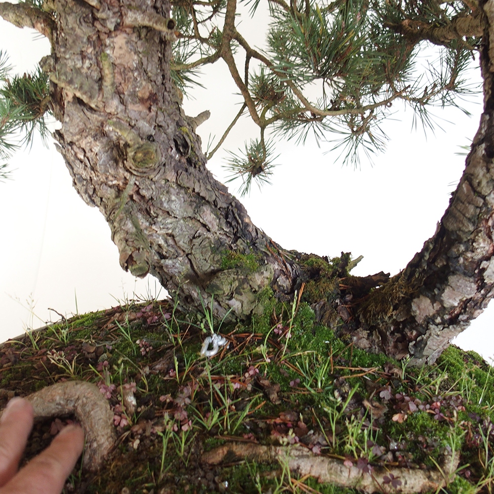 Yamadori - Pinus sylvestris Spagna